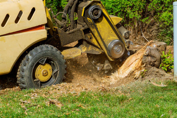 Large Tree Removal in Groveport, OH